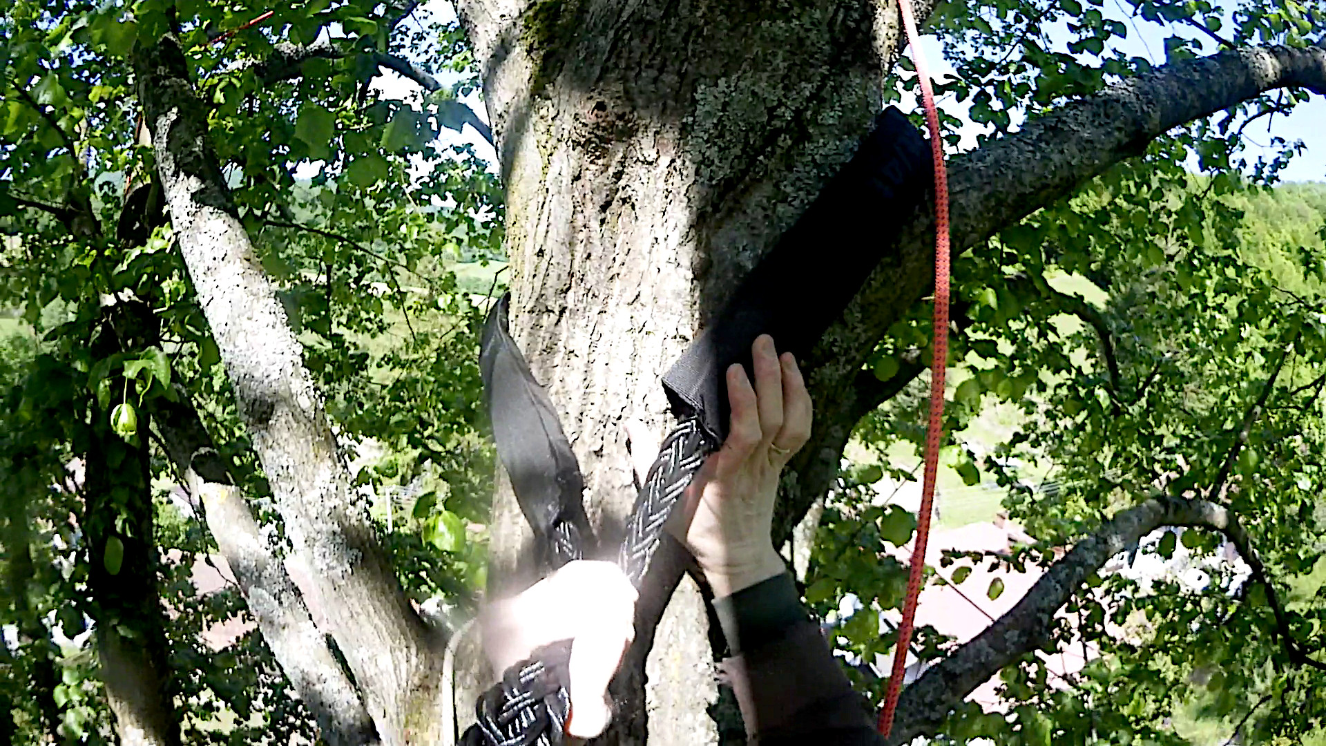 Installation of a Cobra dynamic tree crown bracing system