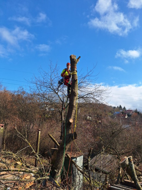 Arborist gradually lowering a straight tree trunk in sections