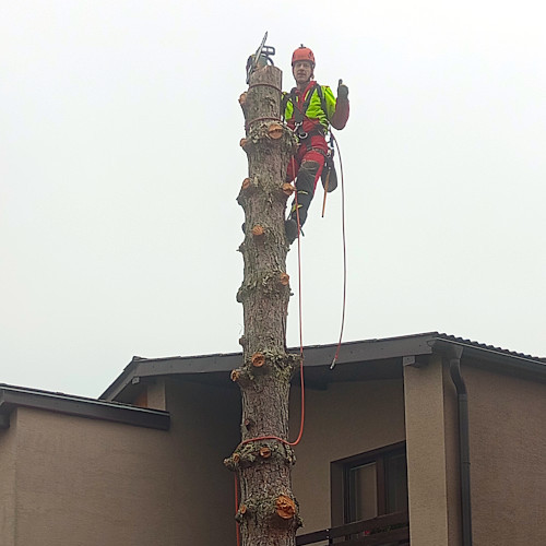 Tree trunk being reduced in sections near a house during hazardous tree removal