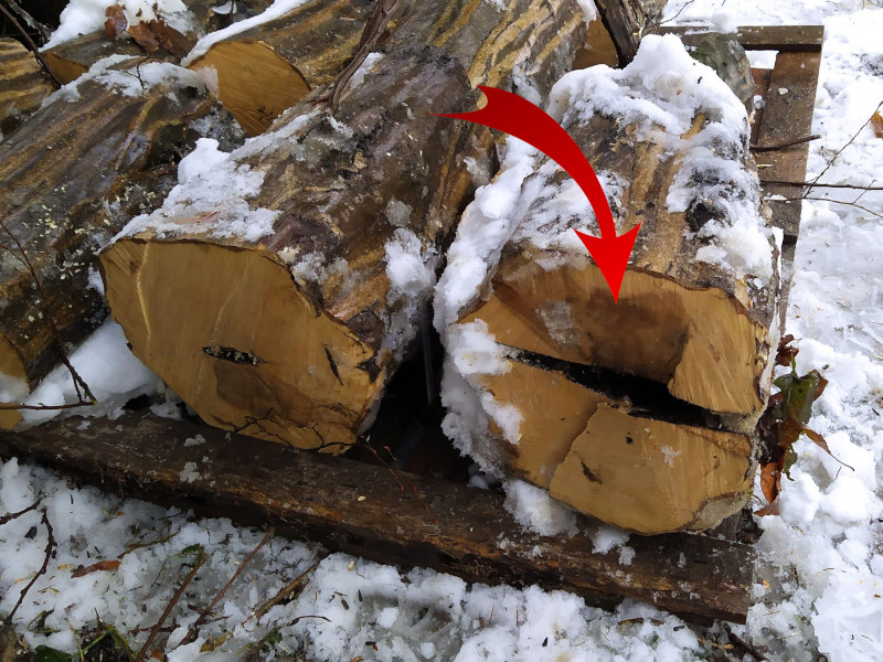 Široká dutina na pni stromu, ktorý vyzeral navonok zdravo