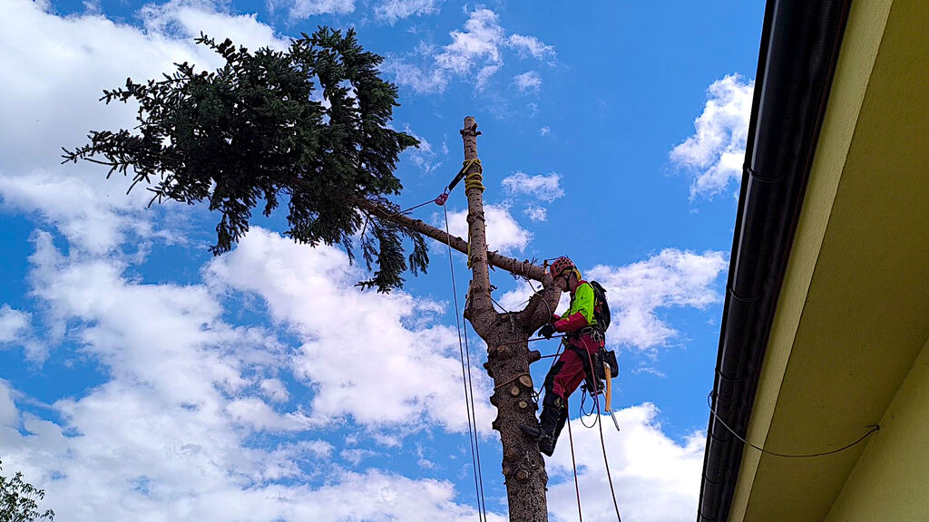 Arborista pri rizikovom výrube stromu s lanovým zaistením konára mimo strechy