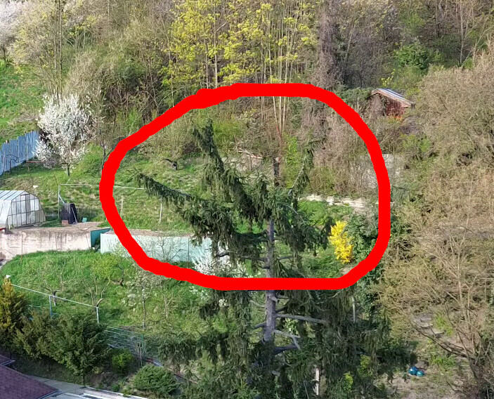 Ko-dominantné terminály na ihličnane po zrezaní špičky