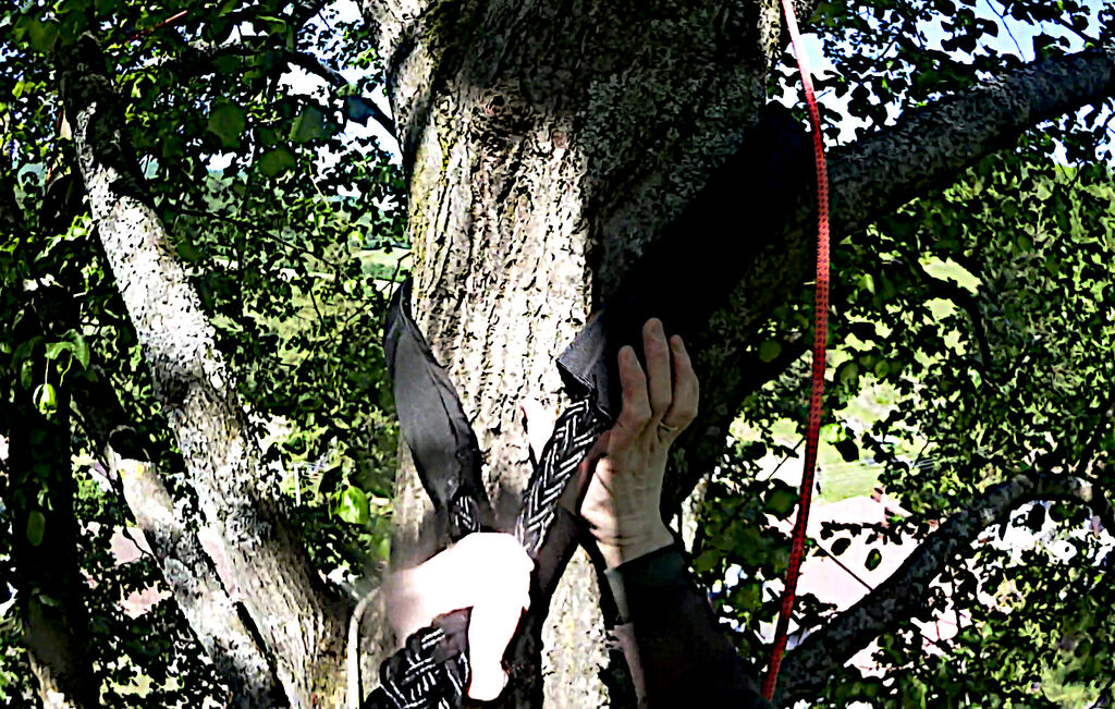 Arborista inštaluje dynamické istenie koruny stromu systémom Cobra
