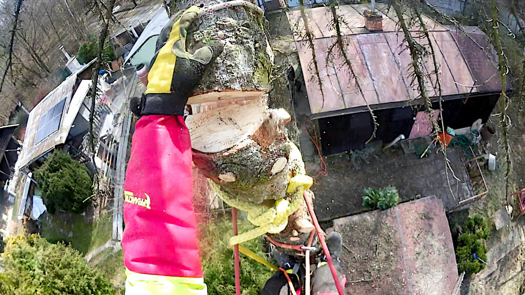 Kontrolované spúšťanie veľkého kusu stromu pri rizikovom výrube