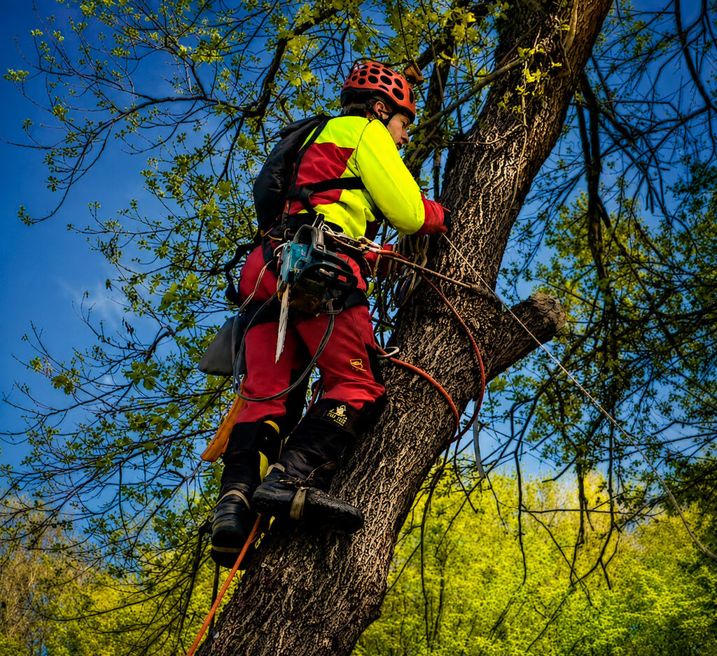 Jano pri práci v korune stromu počas arboristického zásahu