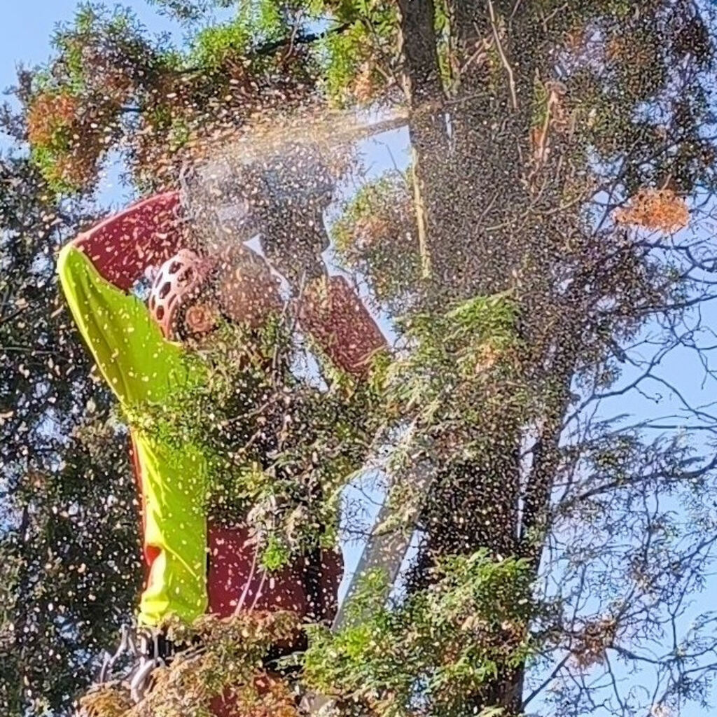 Arborista pri reze stromu motorovou pílou, počas tvarovania konárov pre zdravý rast