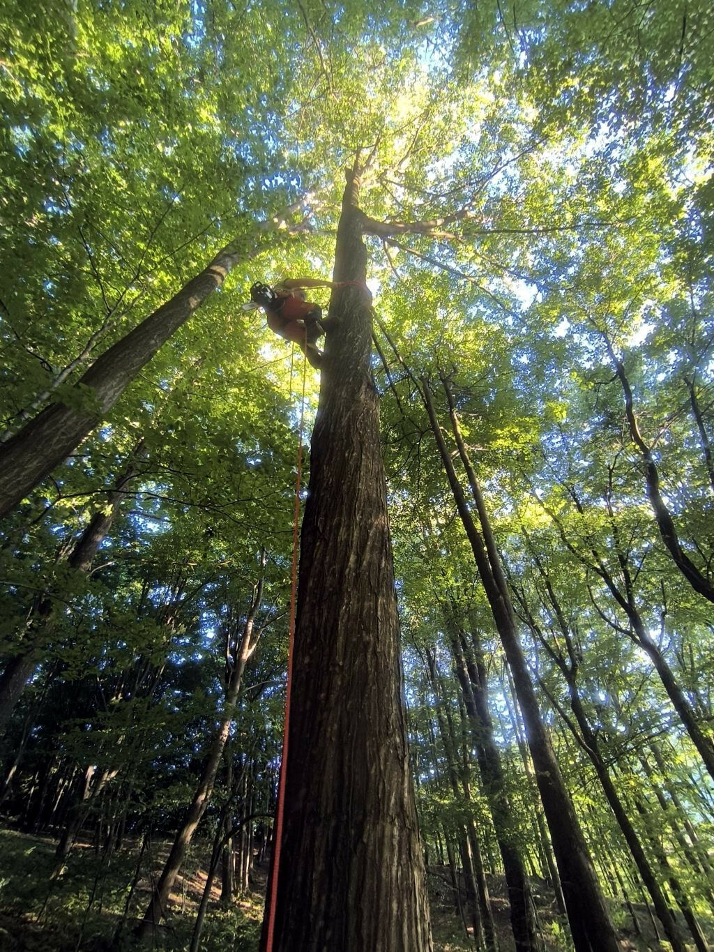 Arborista lezie po strome s lanovou technikou počas prípravy na orez alebo výrub