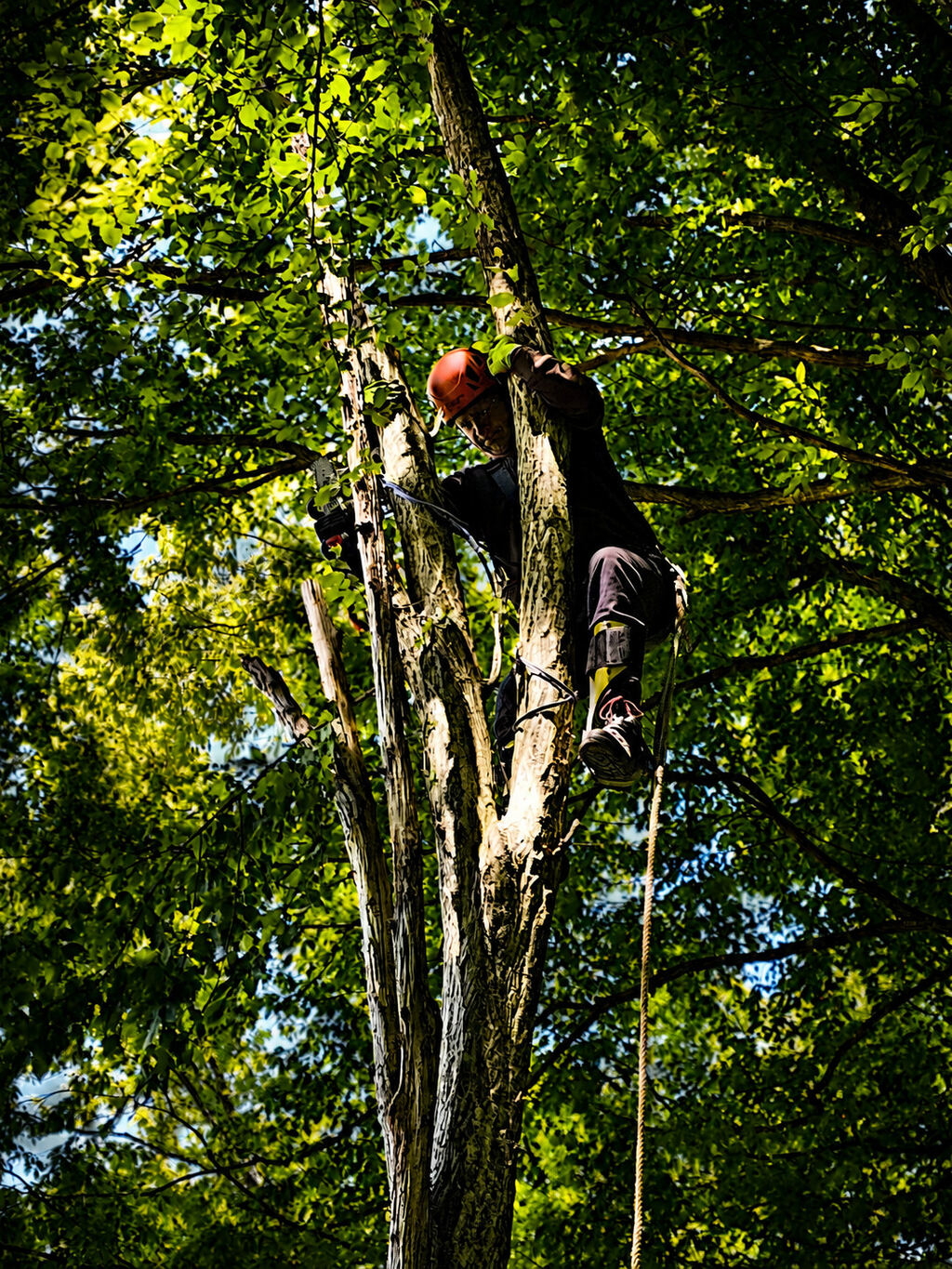 Arborista pri lezeckom výrube stromu vo výške s použitím bezpečnostnej lanovej techniky