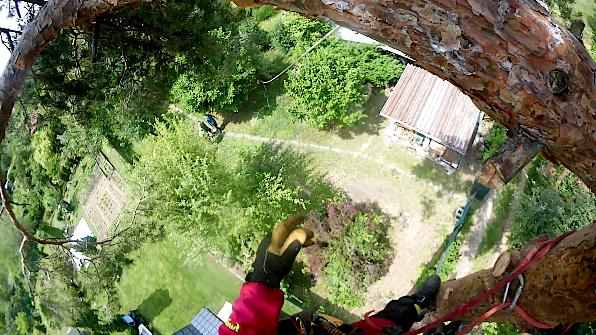 Sectional dismantling of a tall pine tree in a confined area