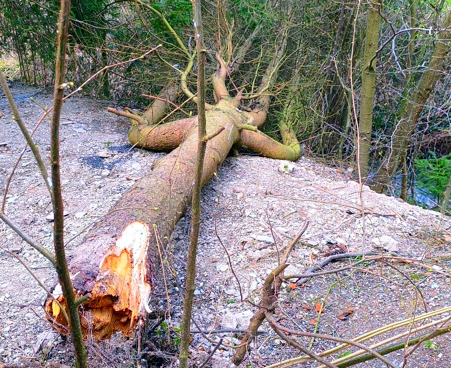 Zlomený smrek: nažltnuté droliace sa drevo a hniloba pri pníku