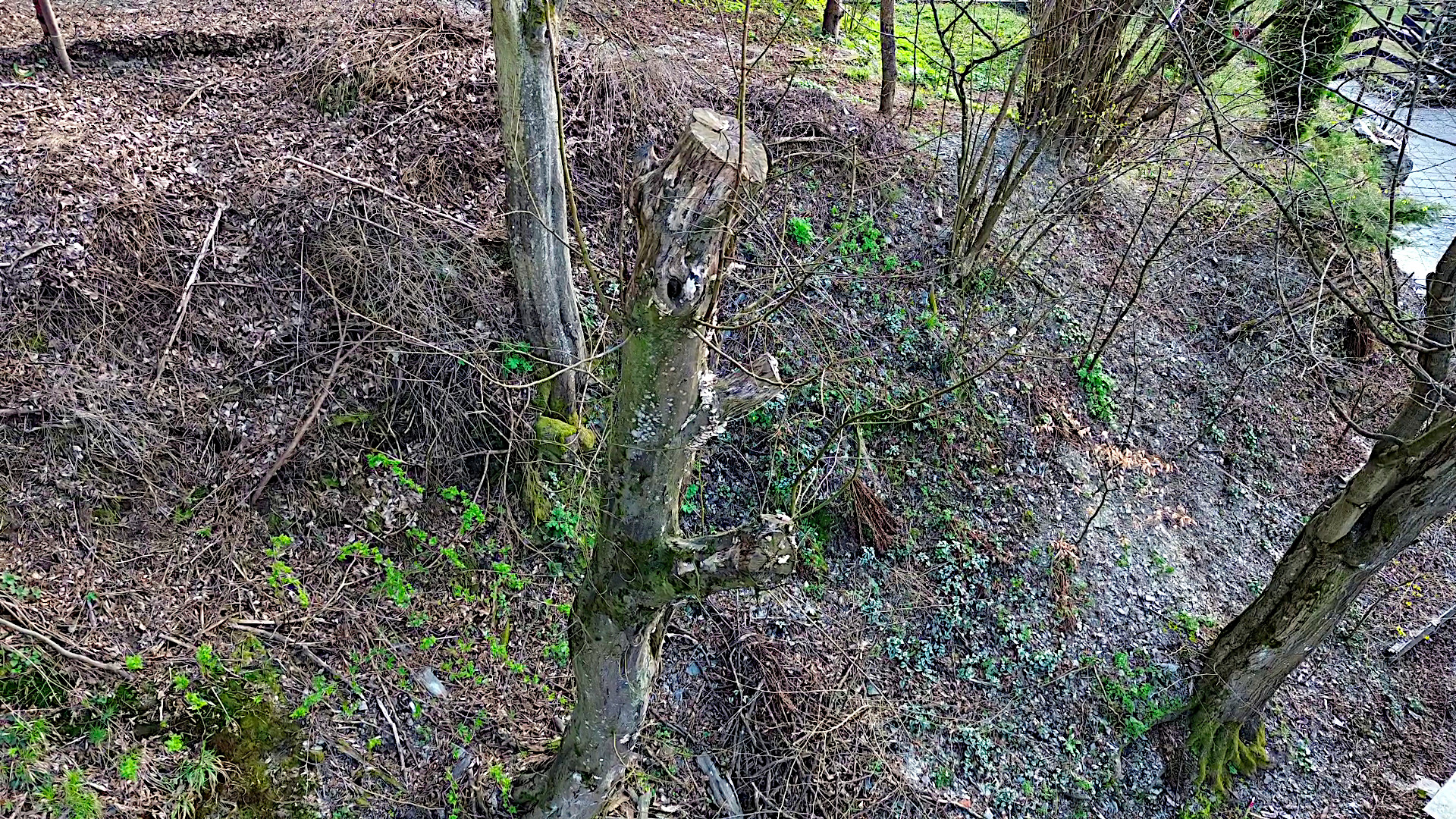 Improperly topped hornbeam tree