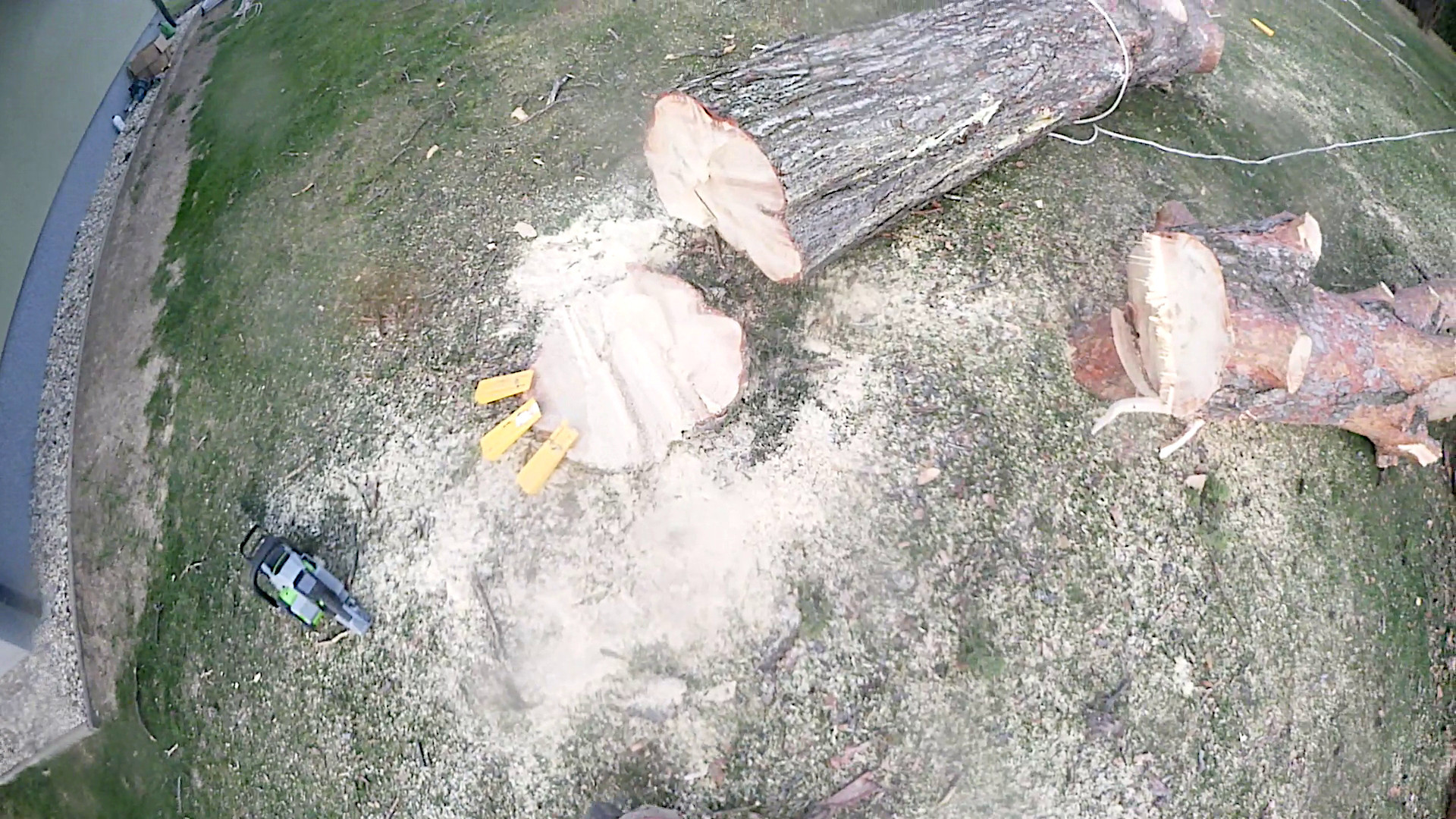 Rozkonárená borovica po postupnom výrube – jednotlivé časti spúšťané na lane