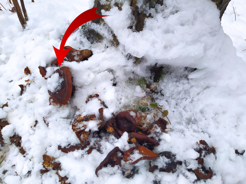 Drevokazné huby vyrastajúce z praskliny v pni