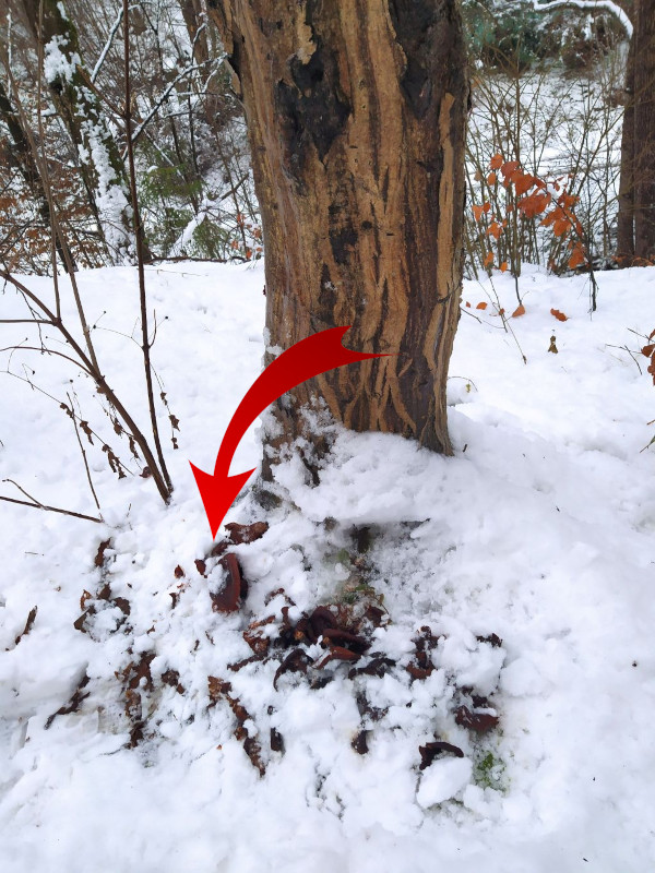 Hojný výskyt húb na pníku pod stromom, možný znak zhnitého základu