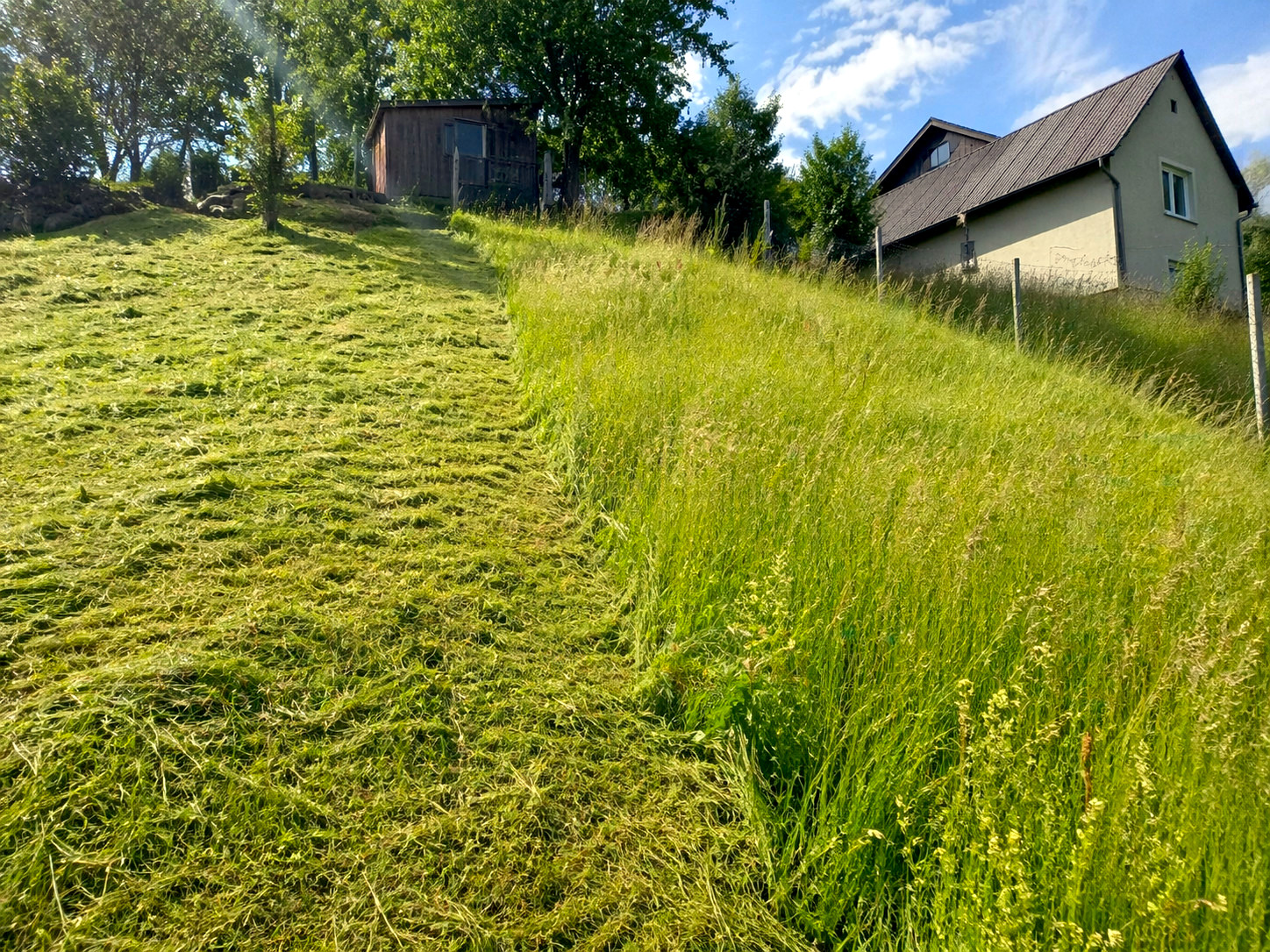 Brushcutting long grass on a steep slope beside a house