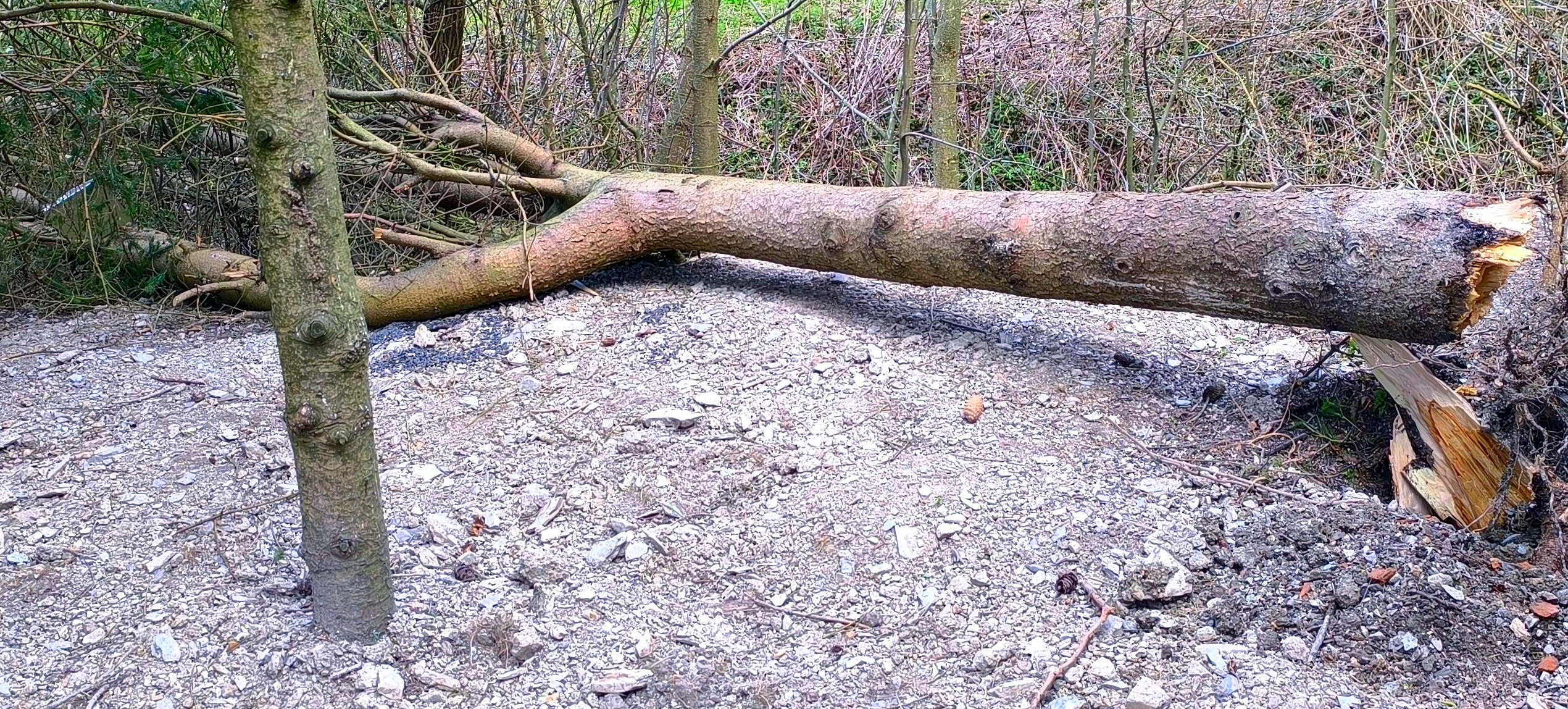 Padnutý smrek po nárazovom vetre, zvonka zdravý, no pri pníku zhnitý